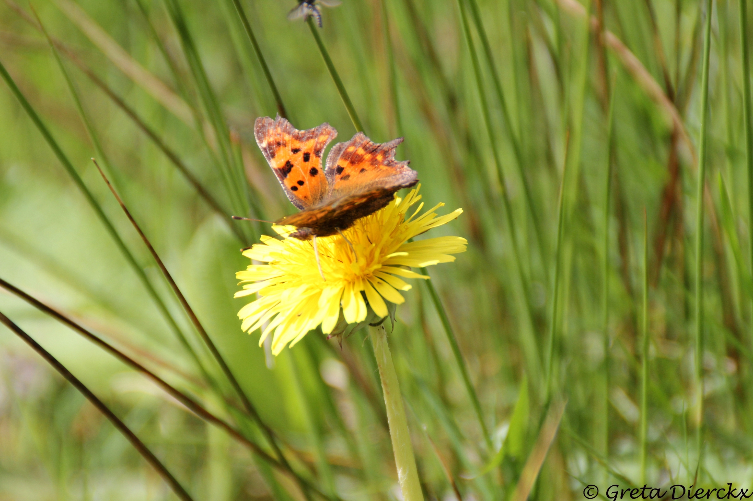 gehakkelde-aurelia-op-paardenbloem