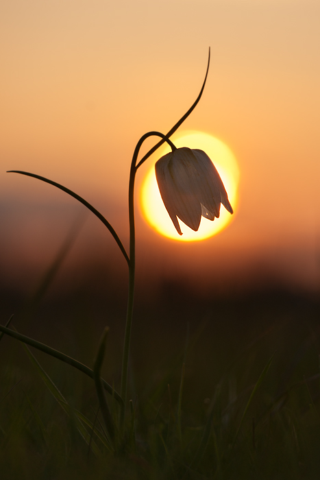 kievitsbloem-in-tegenlicht