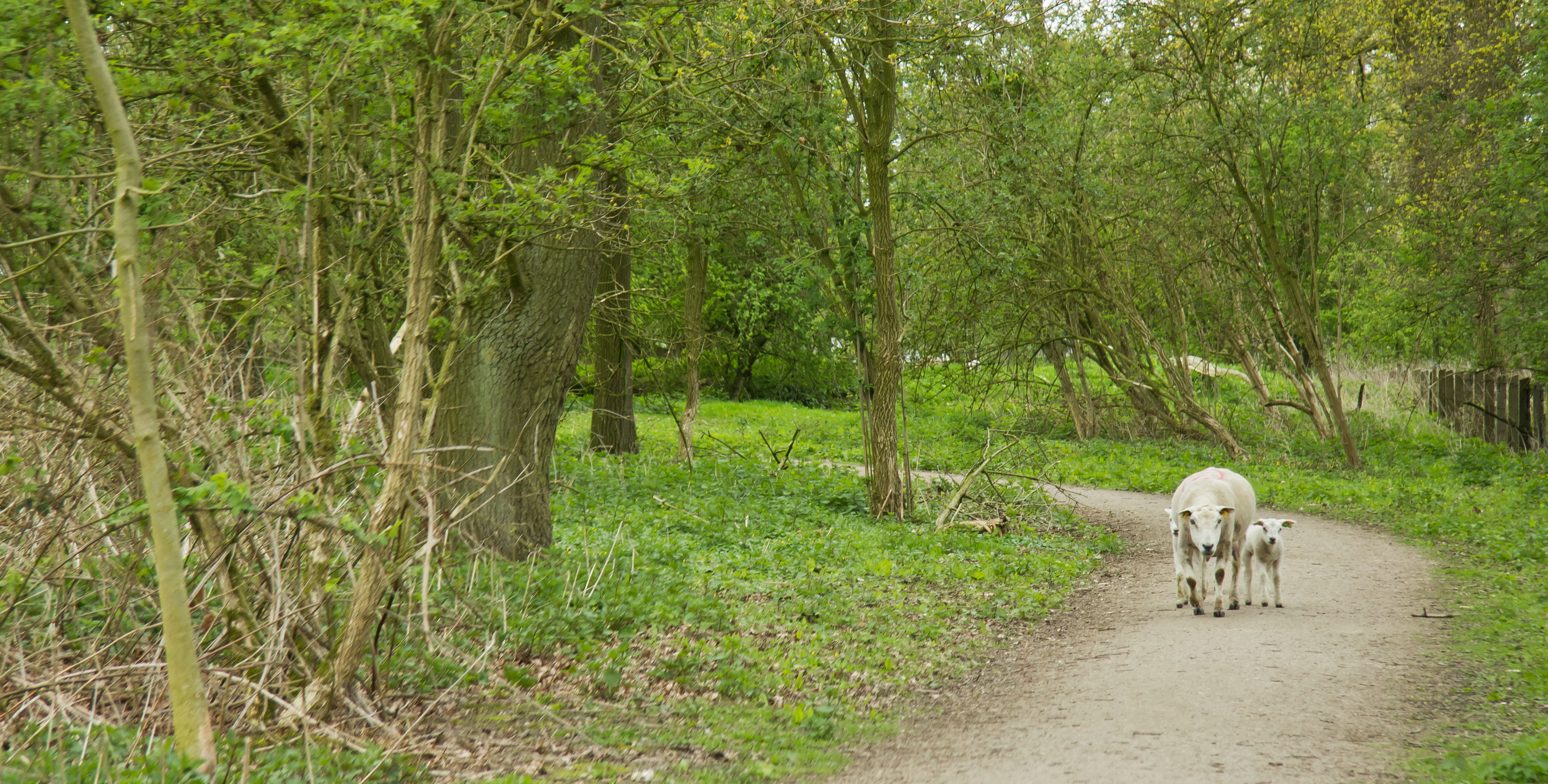 moeder-met-lammetjes