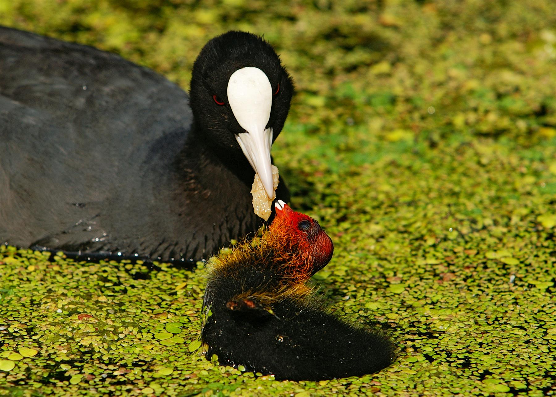 early-bird-in-spring