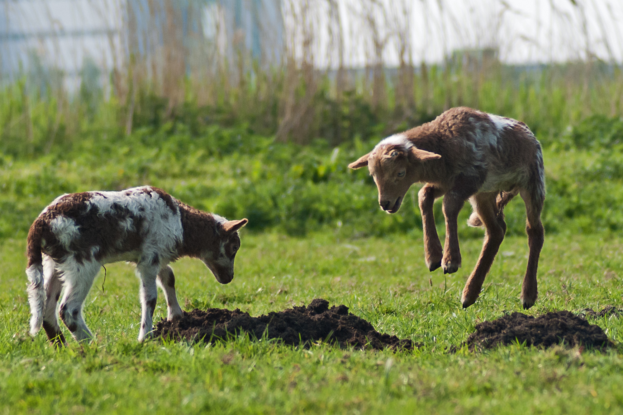 spring-is-in-the-air-11