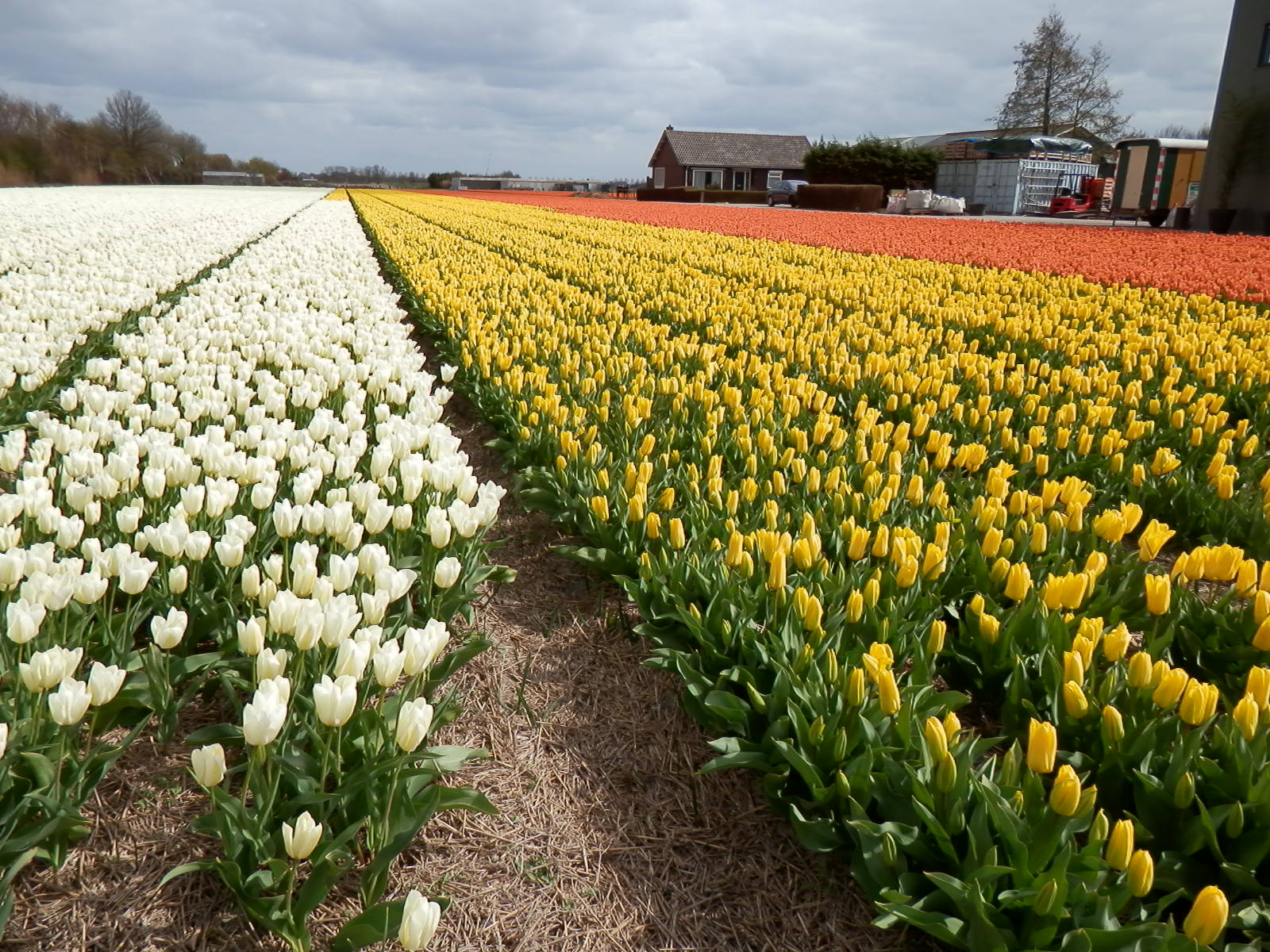 bollenvelden-in-bennebroek