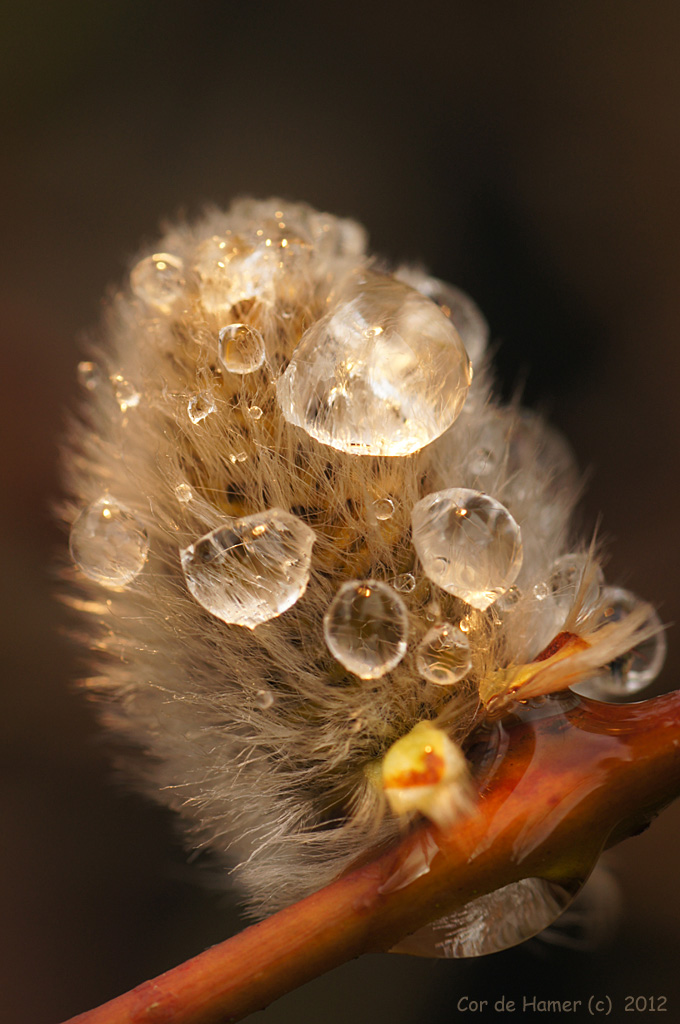wilgenkatje-na-regenbui