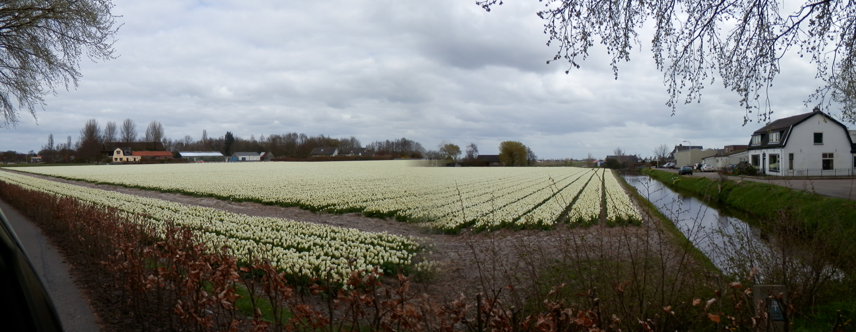 genieten-van-de-lente-en-de-bloembollenvelden