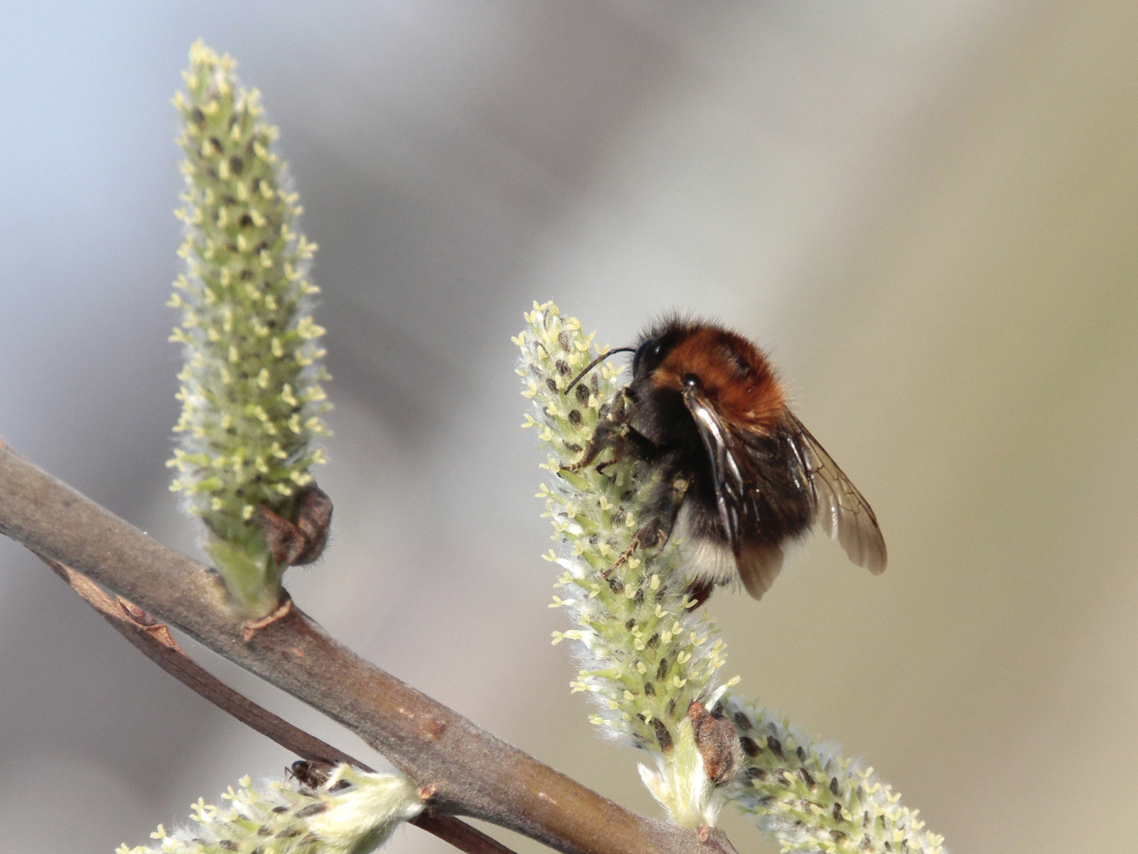 de-eerste-nectar-wordt-gesnoept