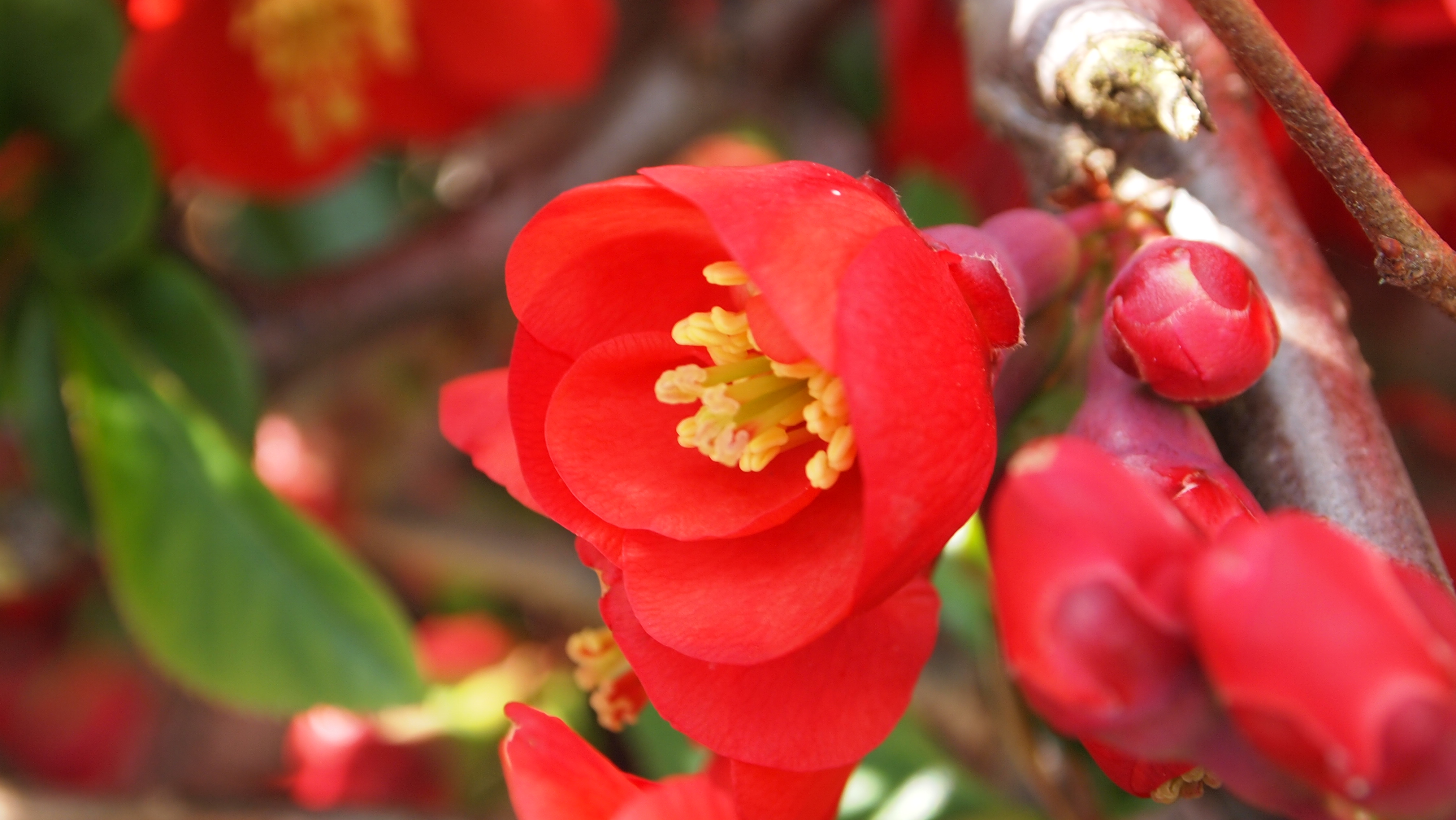 mooi-rood-niet-lelijk