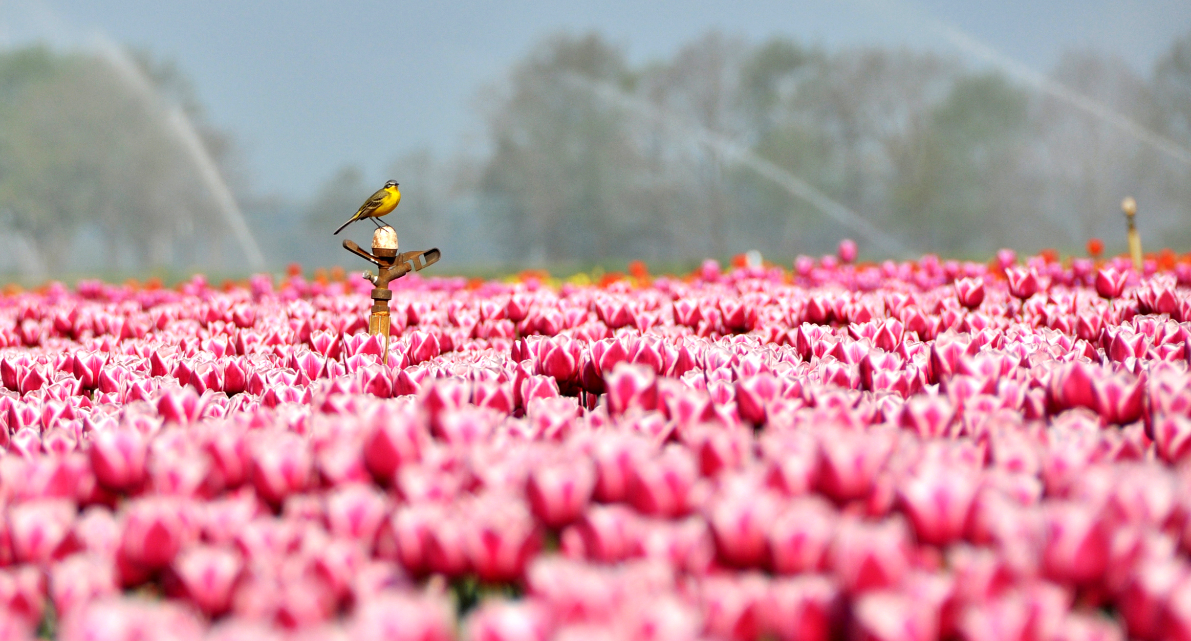 midden-in-het-tulpenveld