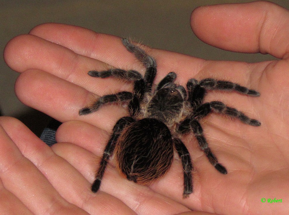 tarantula-2