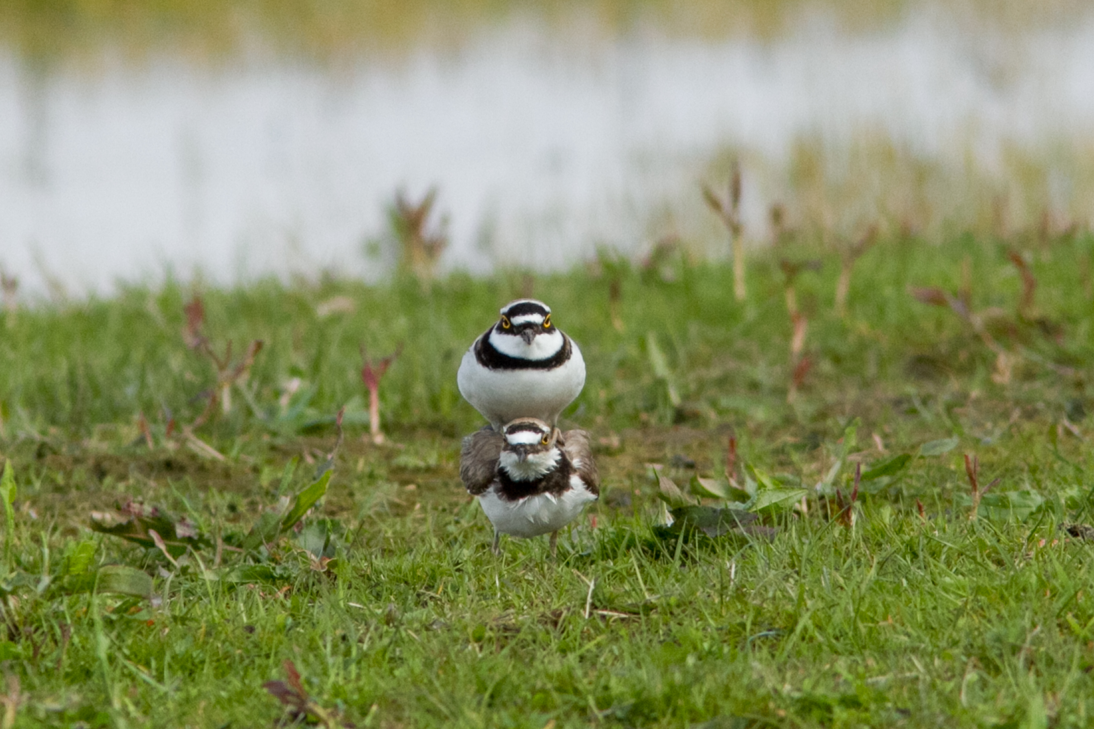 paren-in-het-voorjaar