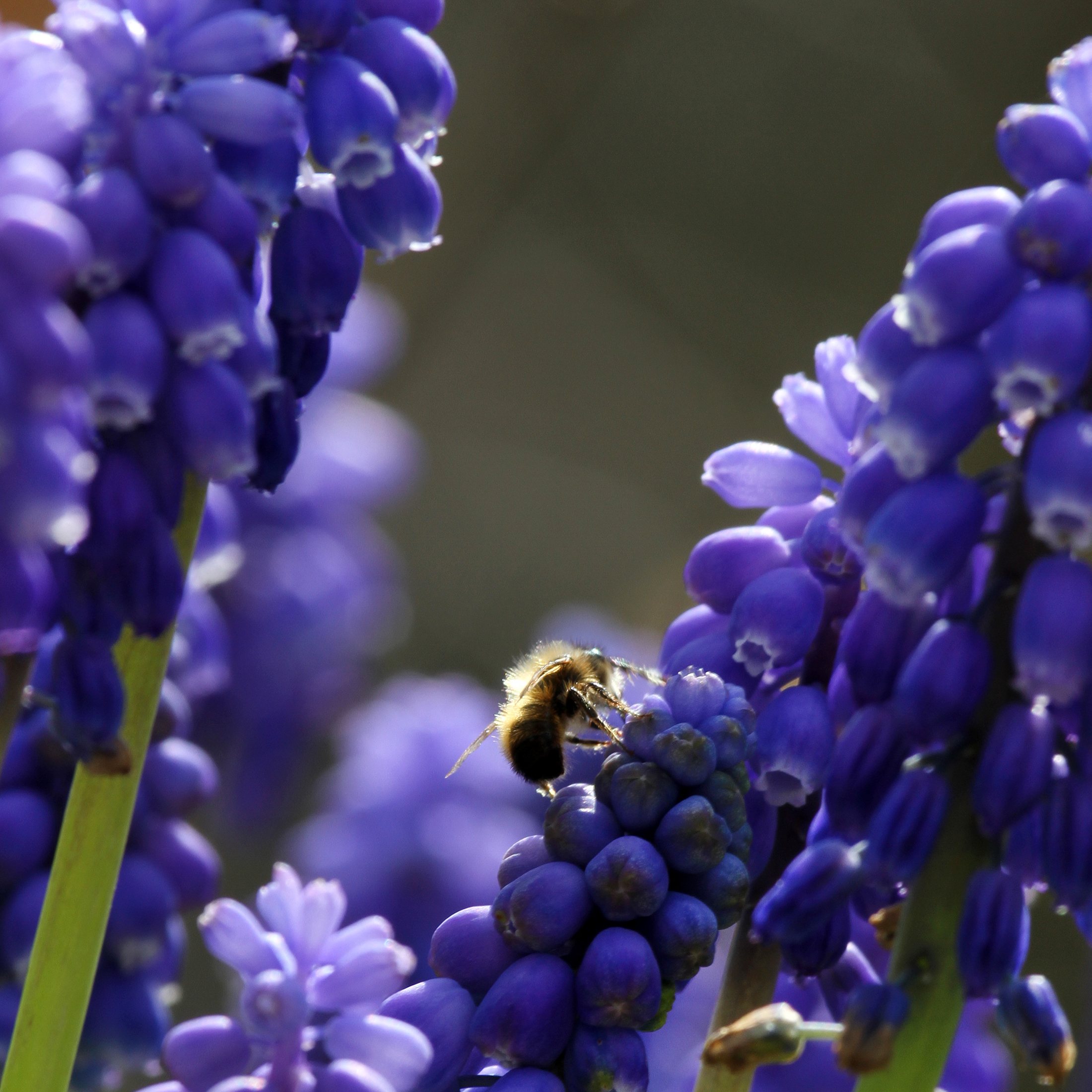 lente-tussen-de-druifjes
