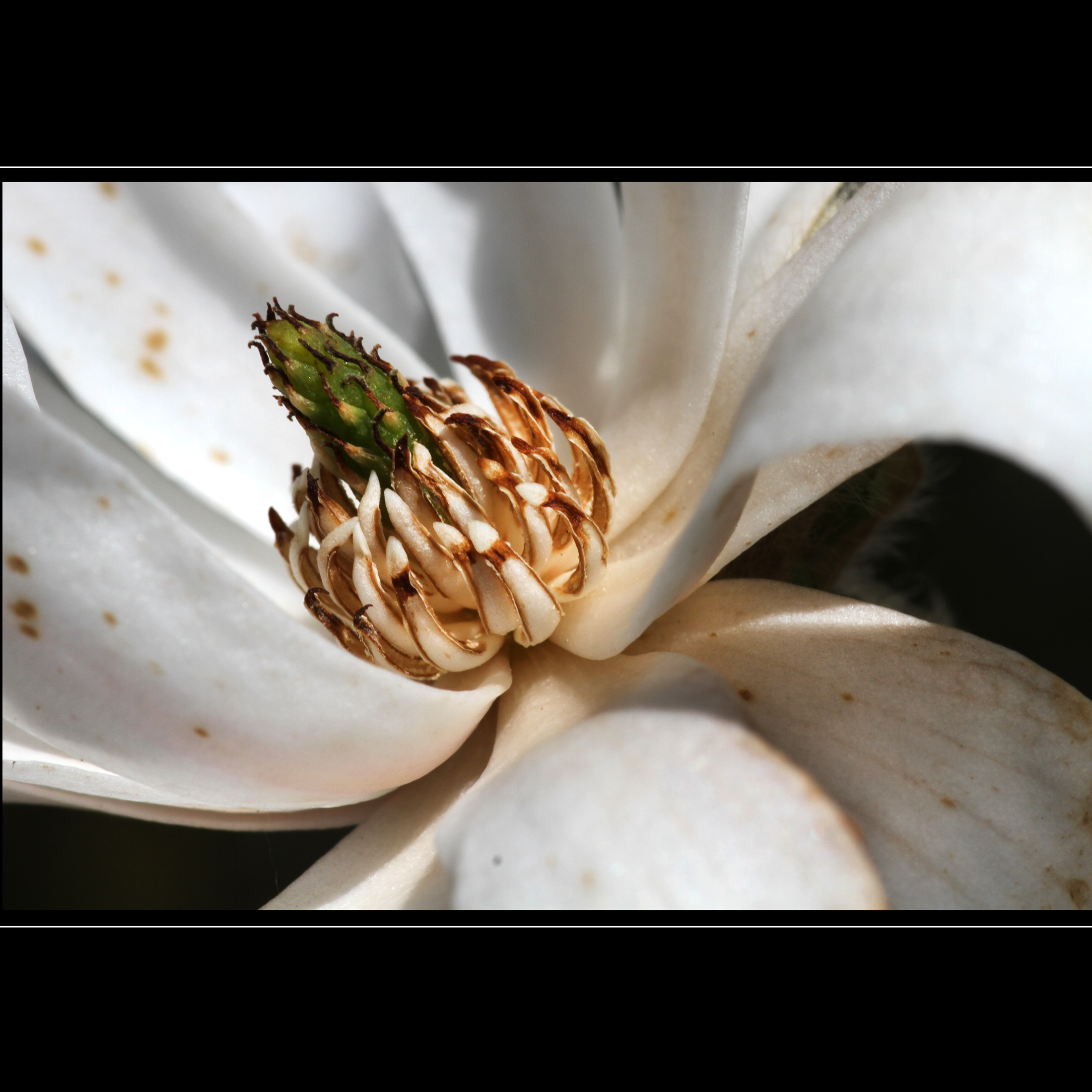 lente-met-magnolia