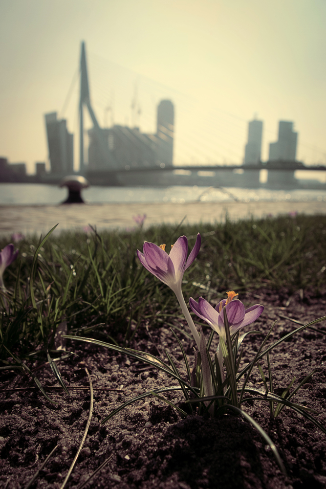 lente-rotterdam