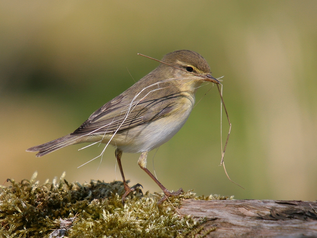 fitis-bouwt-aan-zijn-nest