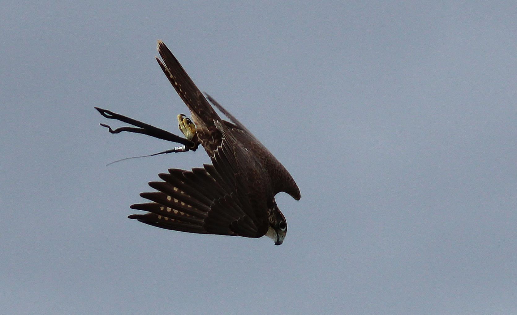 valk-op-jacht-naar-de-loer
