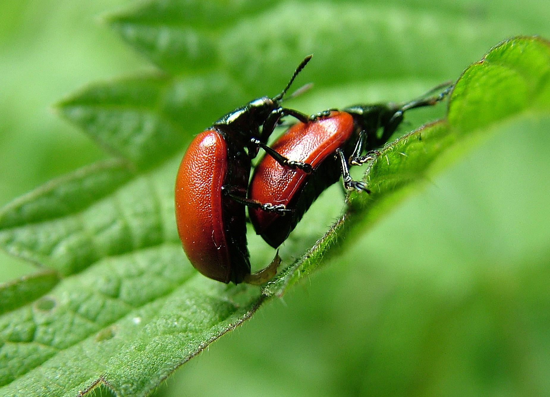 lente-in-woord-en-daad