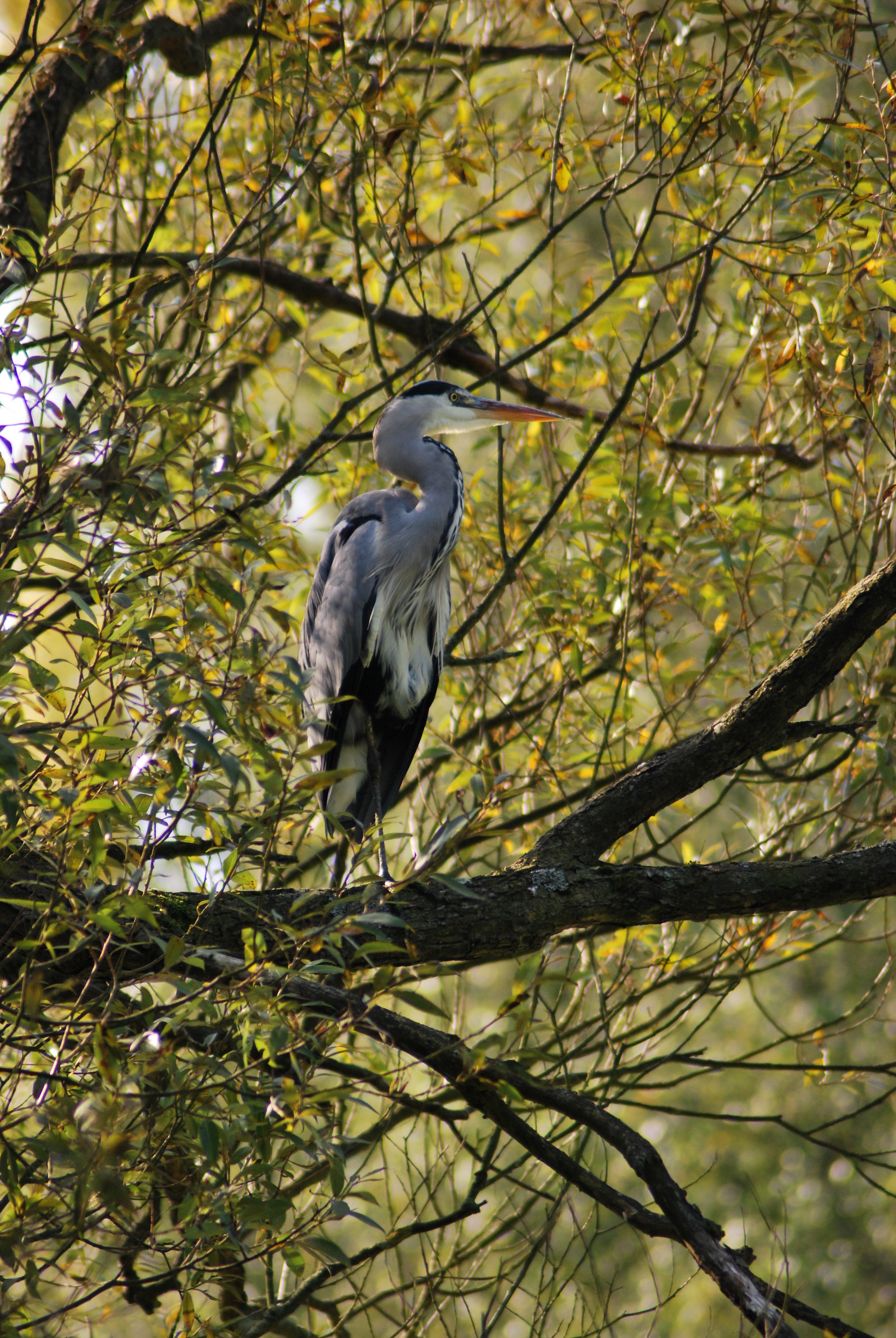 blauwe-reiger-9