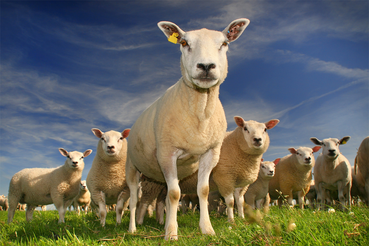 nieuwsgierige-schapen