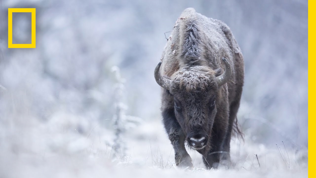 Video: De natuur in met Michel d’Oultremont