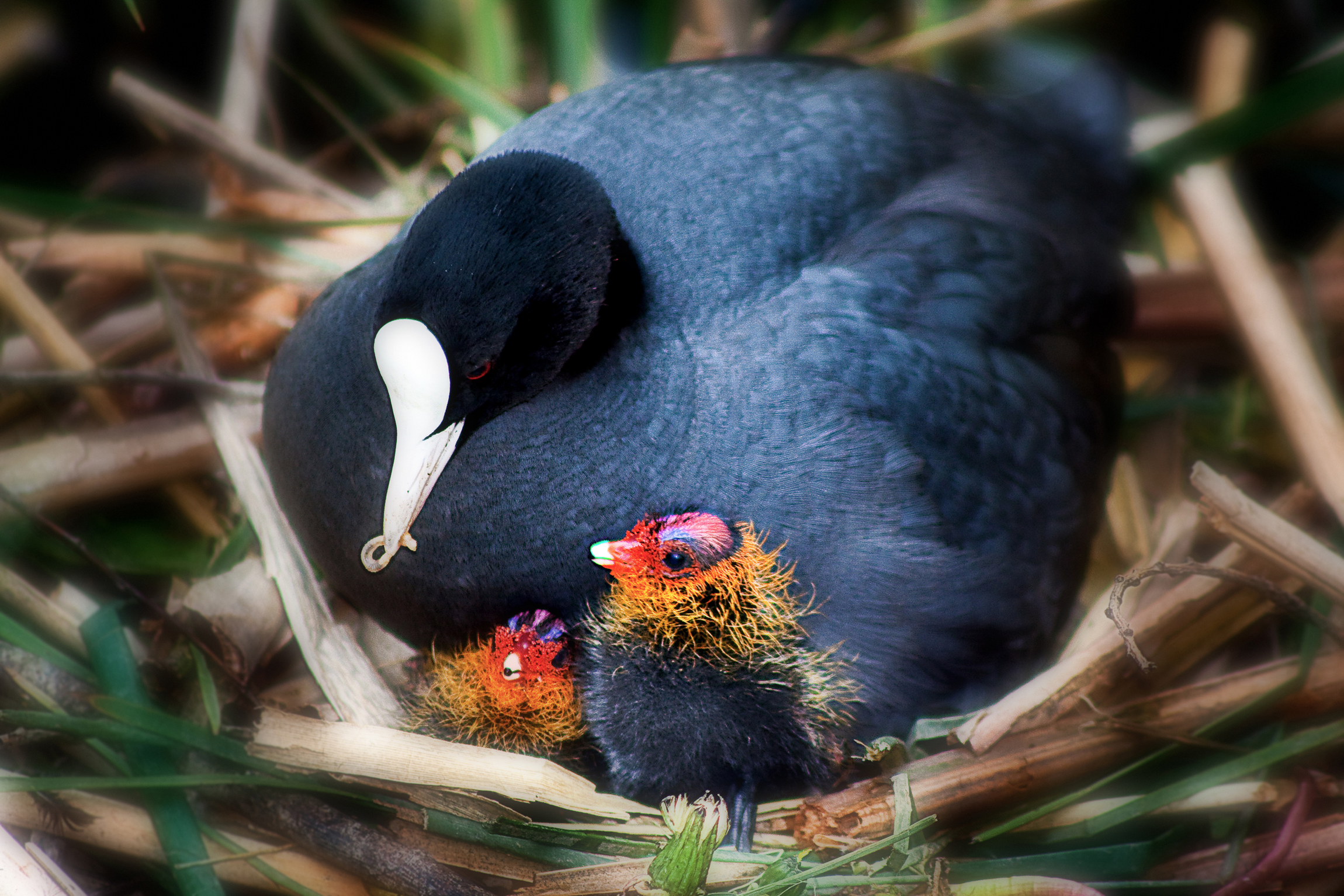 meerkoet-met-kuikens