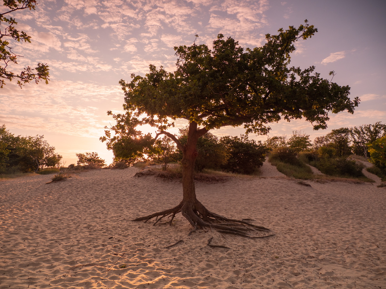 eikenboom-in-de-duinen