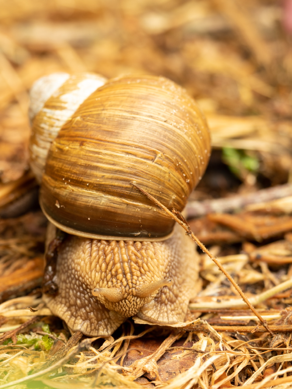 gewone-wijngaardslak