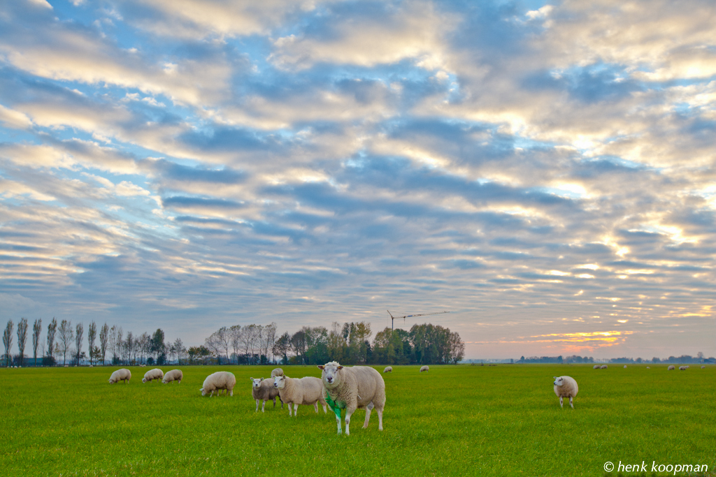 schapen-in-het-groninger-landschap