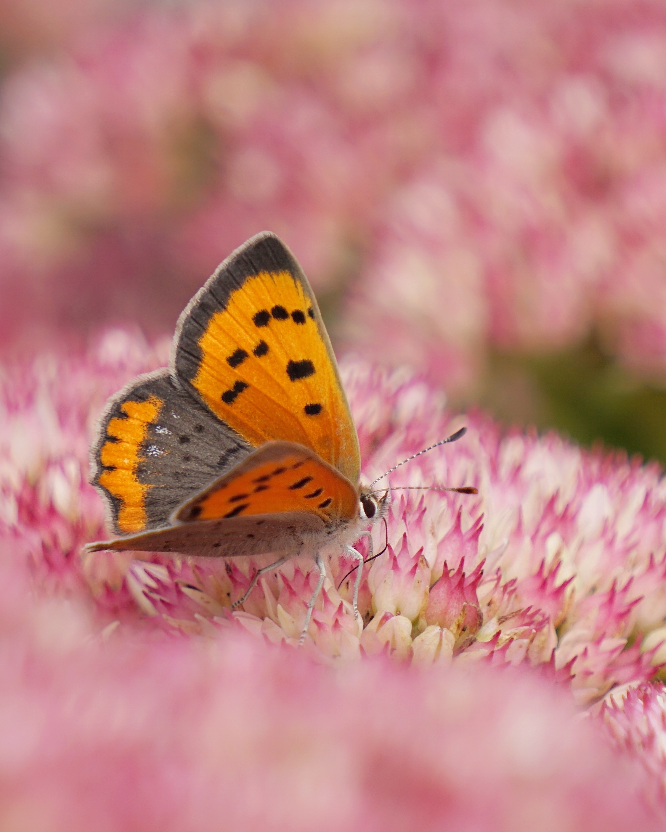 kleine-vuurvlinder-0