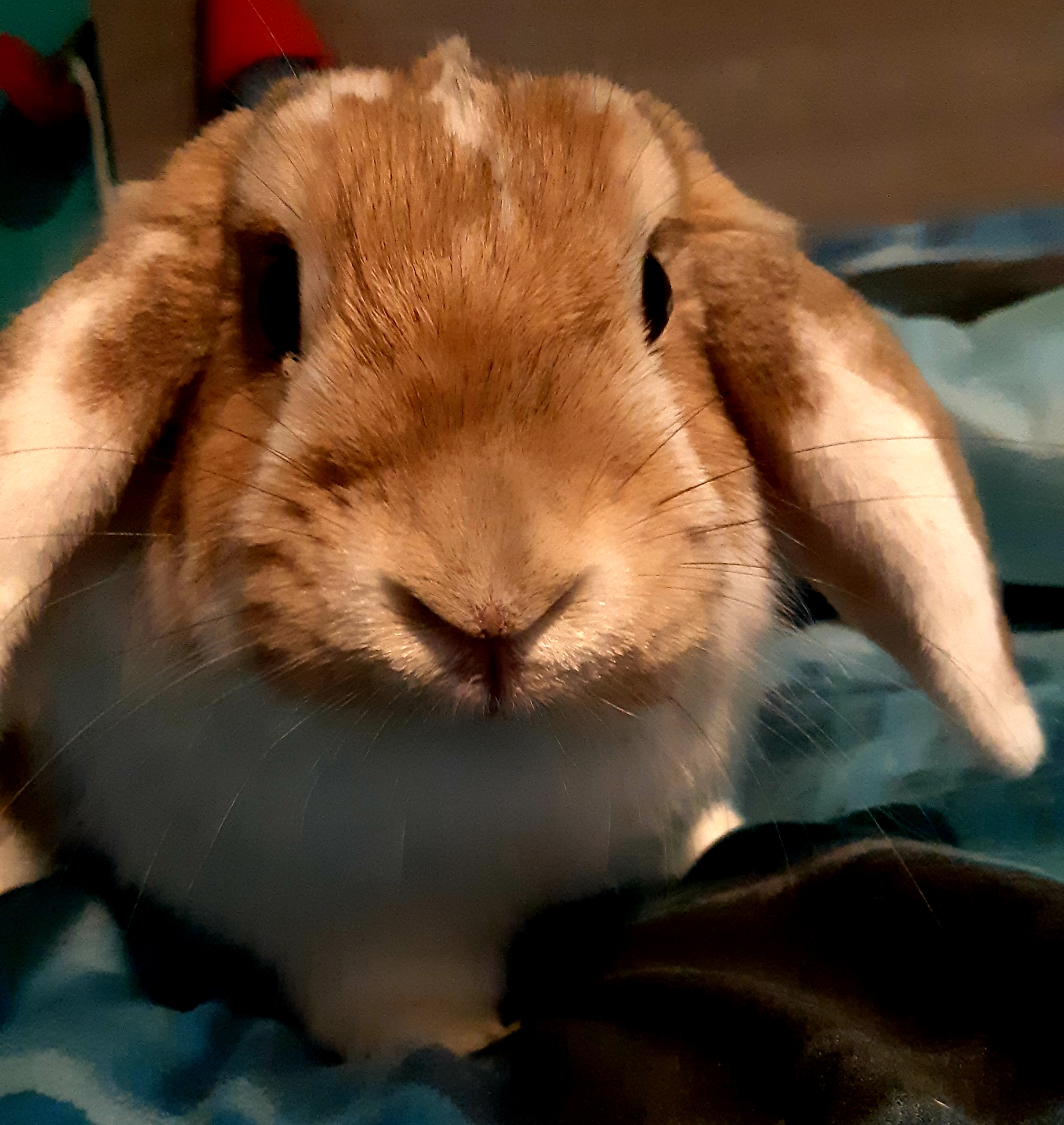 mijn-lieve-konijn-tom-voedster