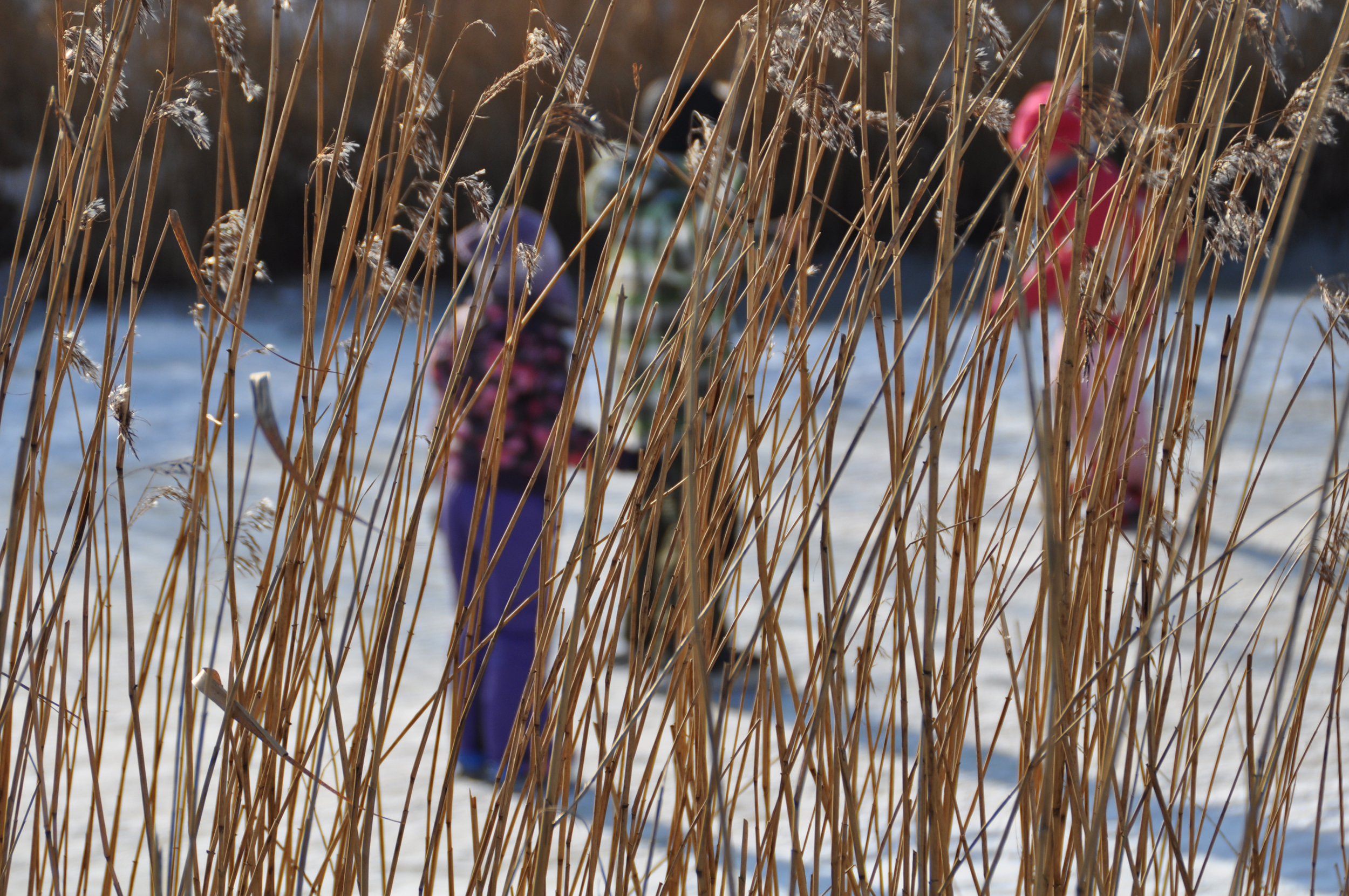 schaatsers-achter-het-riet