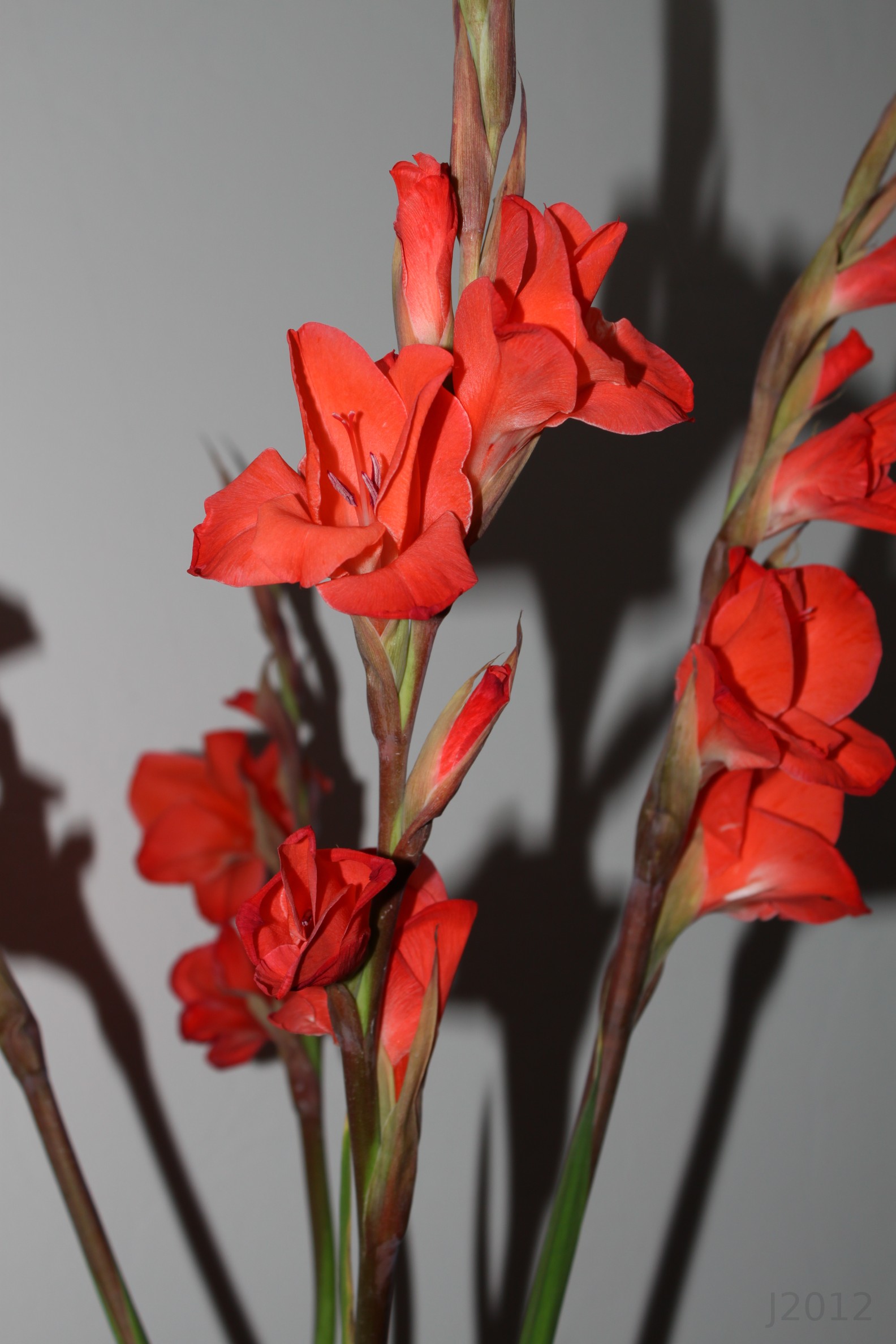 red-flowers
