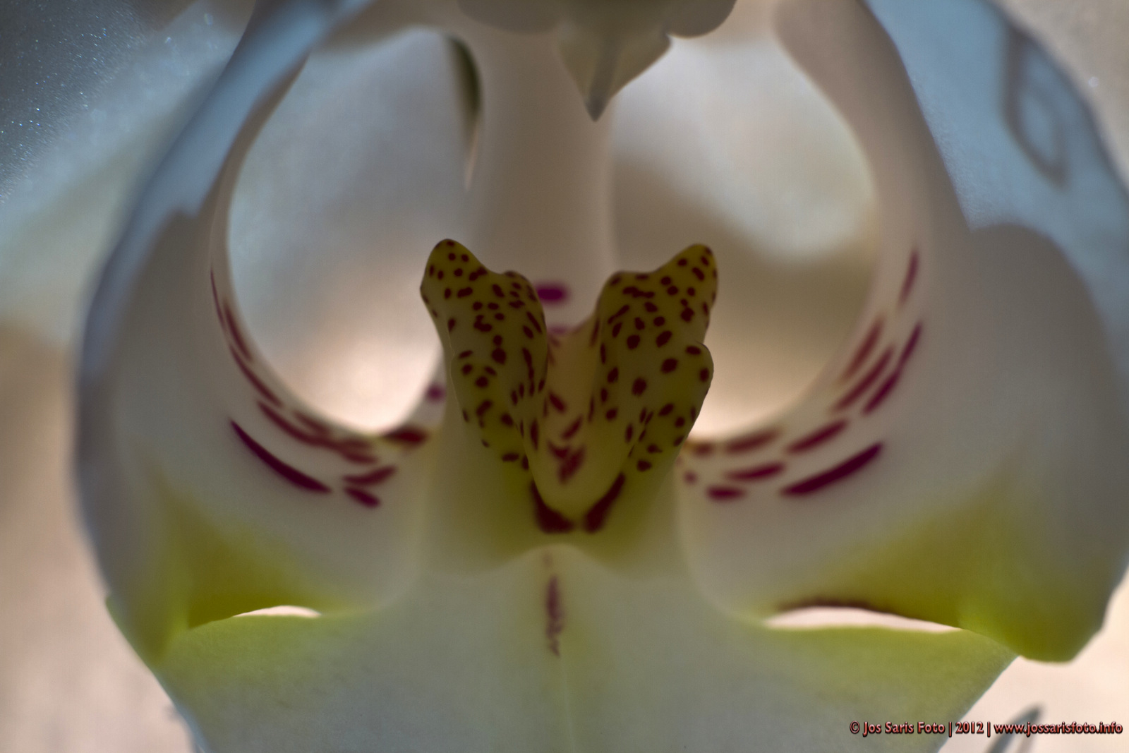 het-hart-van-een-orchidee