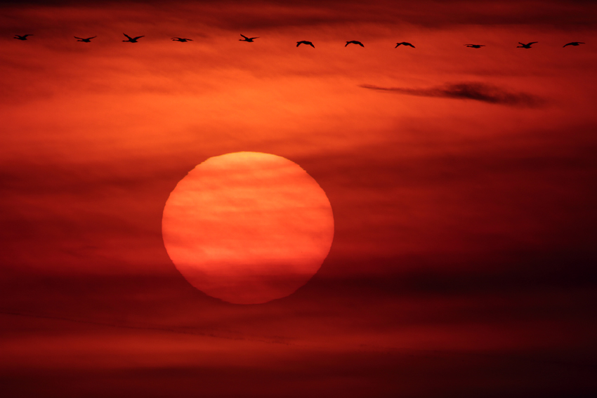 vogeltrek-tijdens-zonsondergang