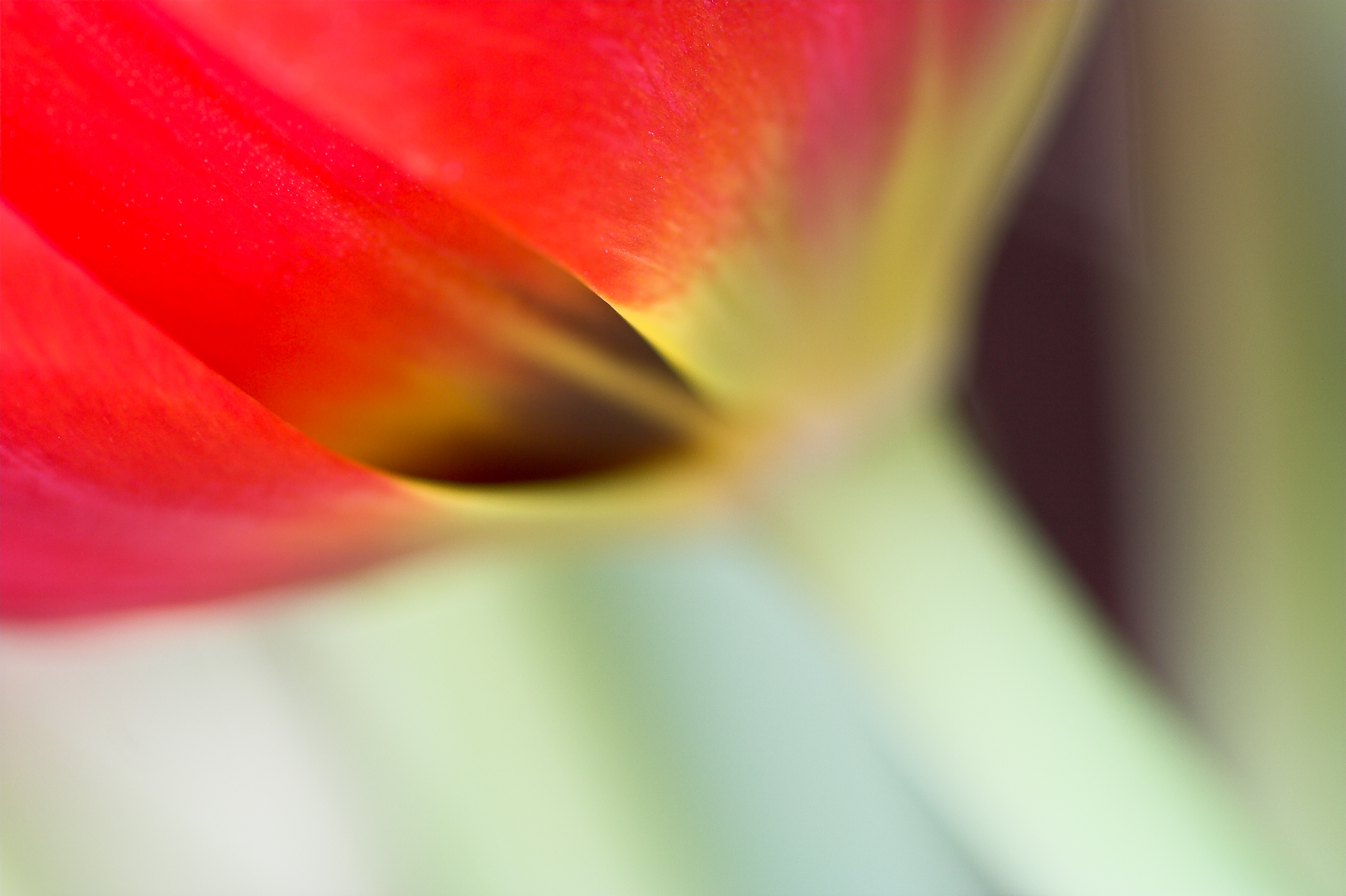 rode-tulp-1