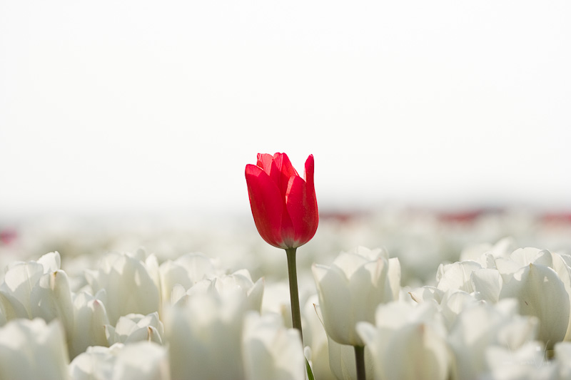 red-in-a-sea-of-white