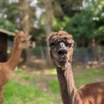 touwbrug-beekse-bergen