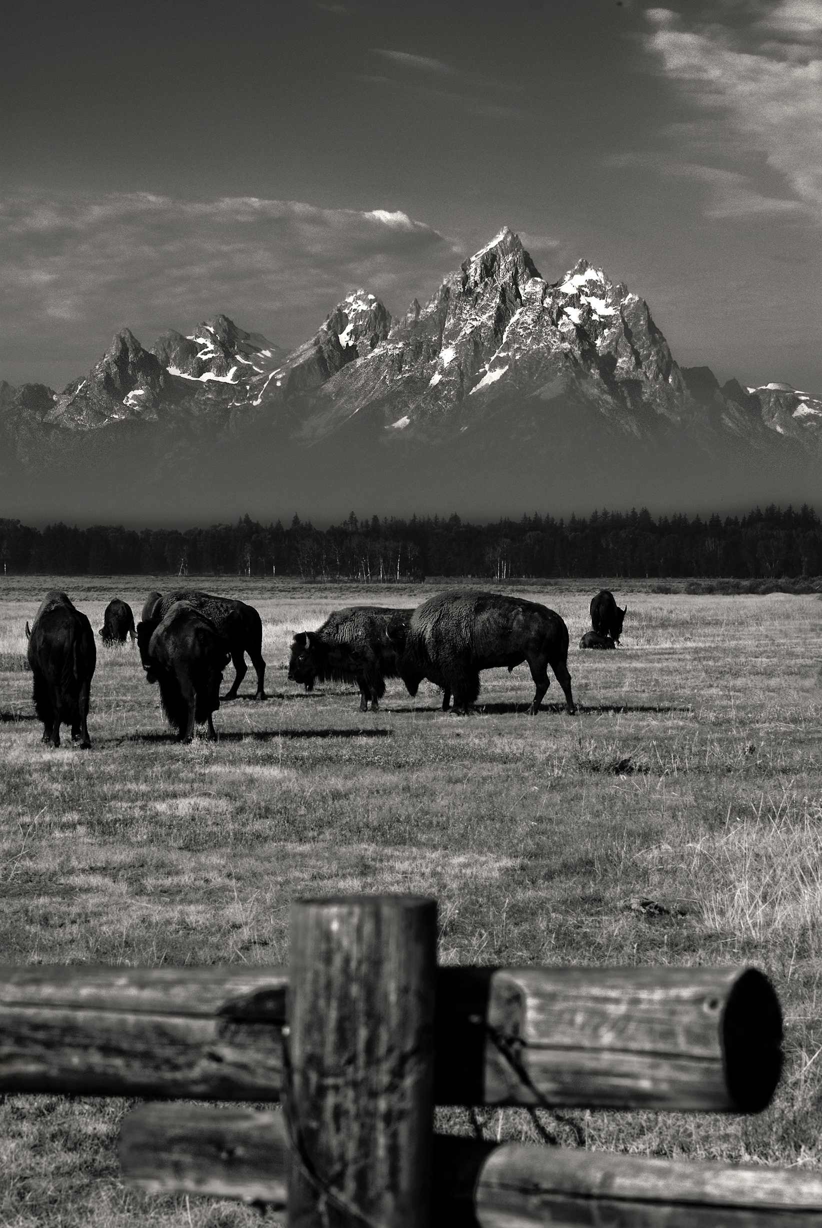 bisons-grand-teton