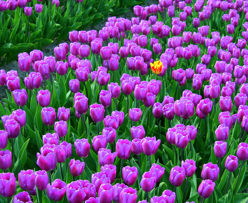 dare-to-be-different