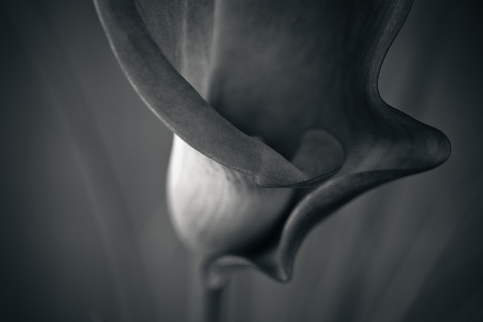 calla-in-black-and-white