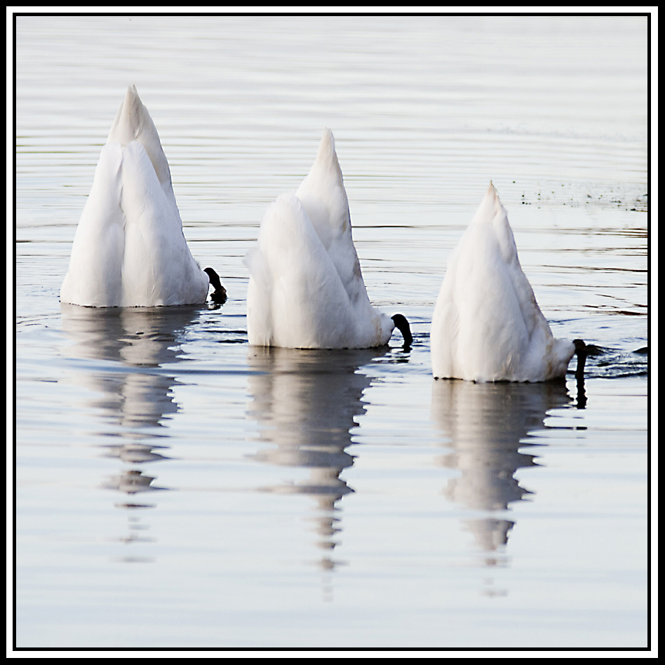 swans-practise-synchronised-swimming-routine