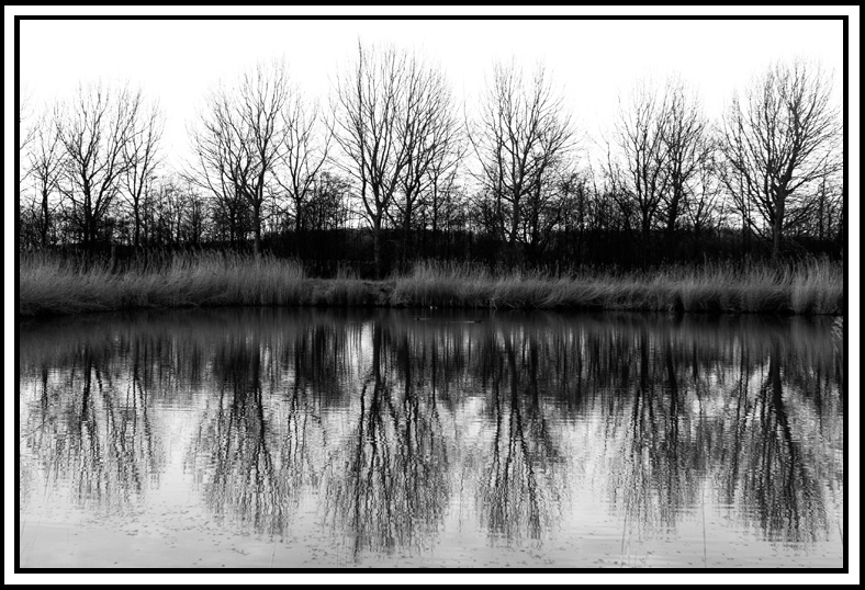 winter-bomen-reflectie