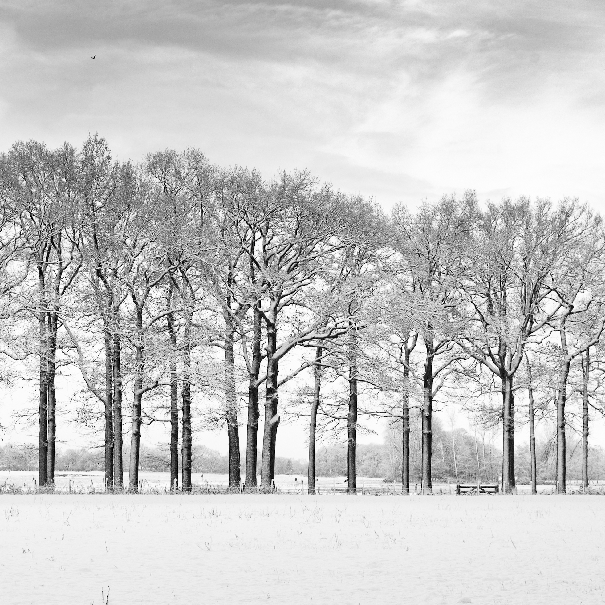 bomen-in-de-sneeuw-3