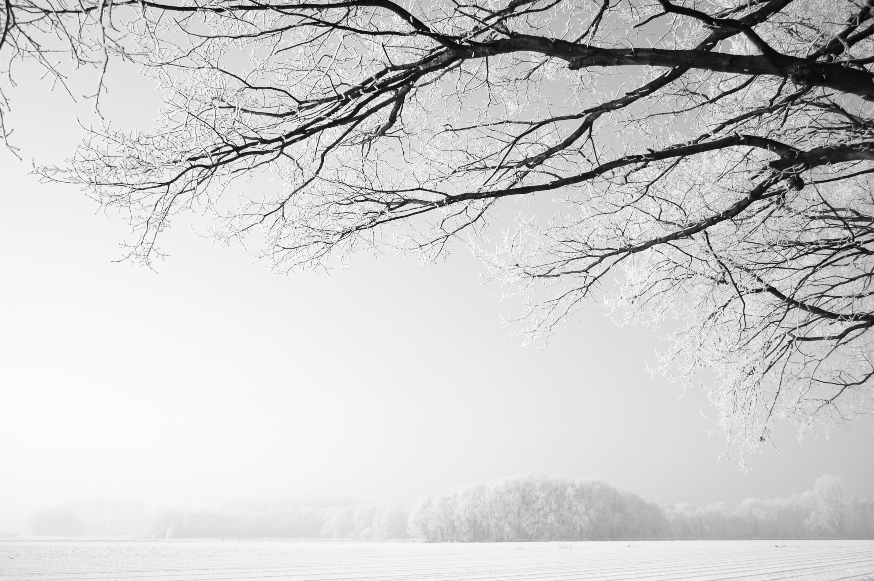 markdal-in-de-sneeuw