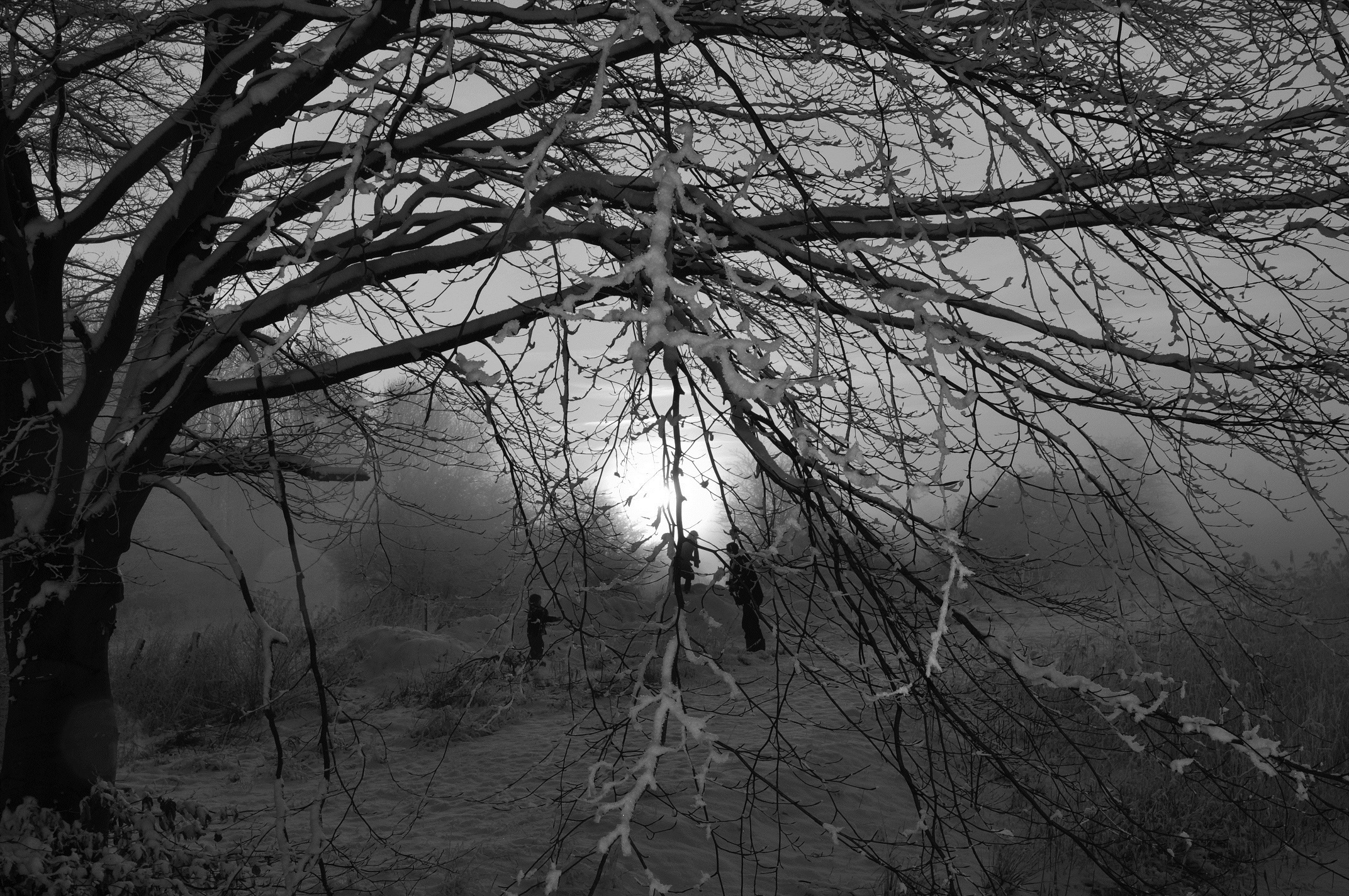 blackwhite-wintertime