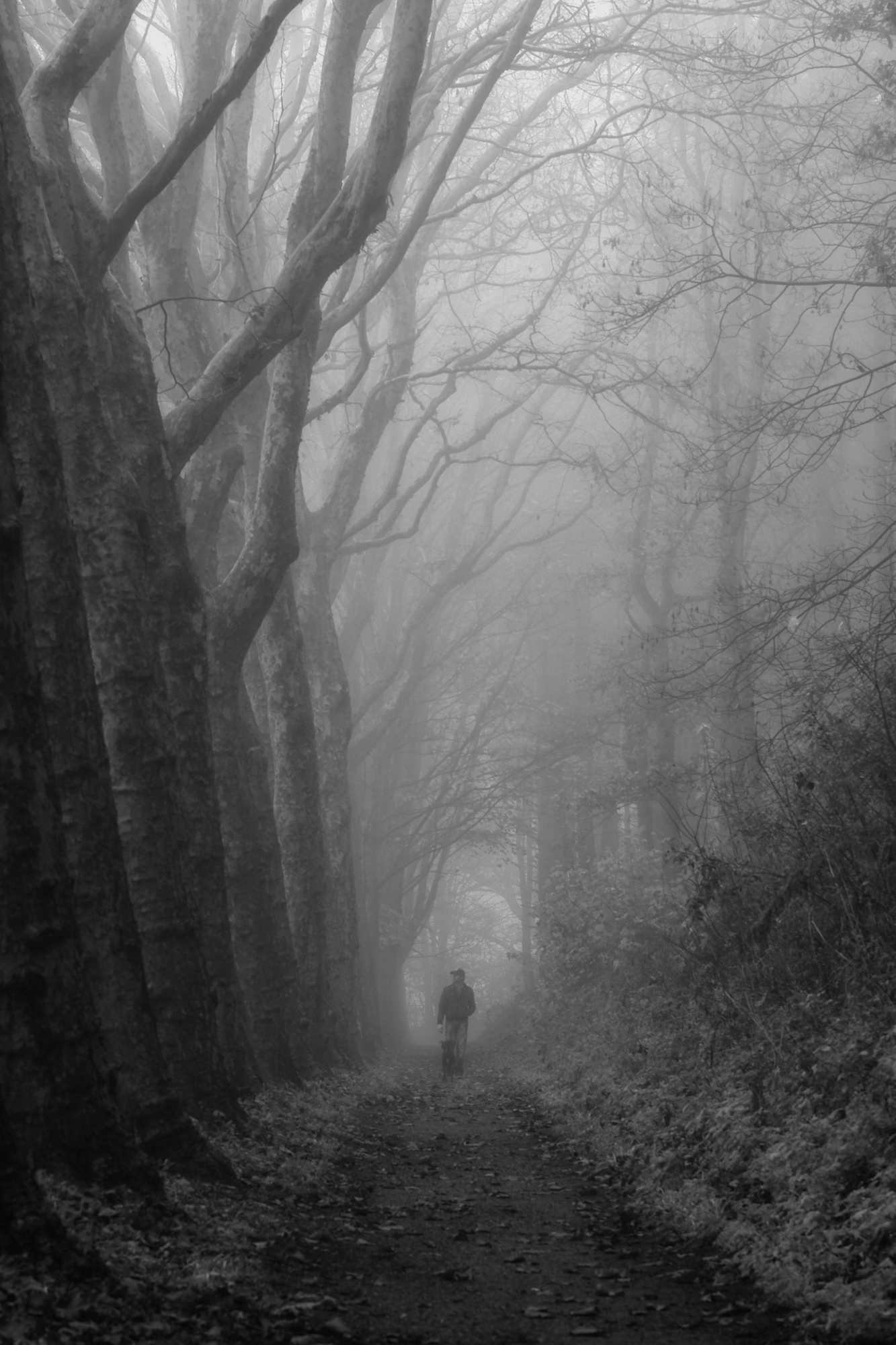 walking-the-dog-in-misty-forrest
