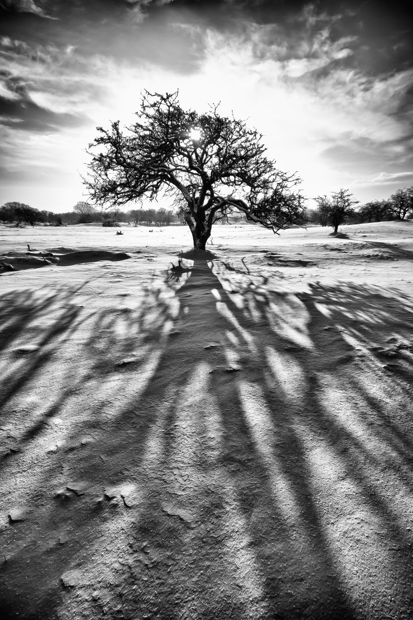 sun-tree-shadow-in-the-snow