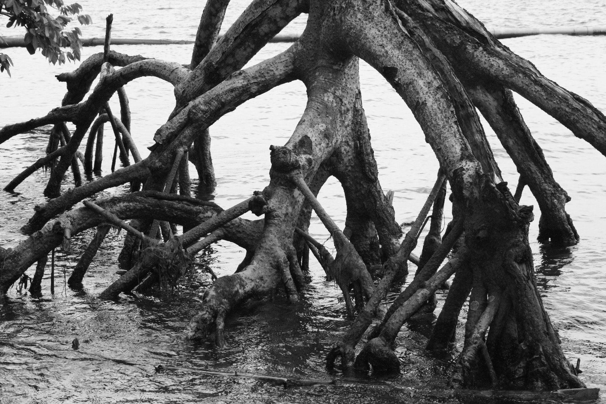 getting-out-of-the-water