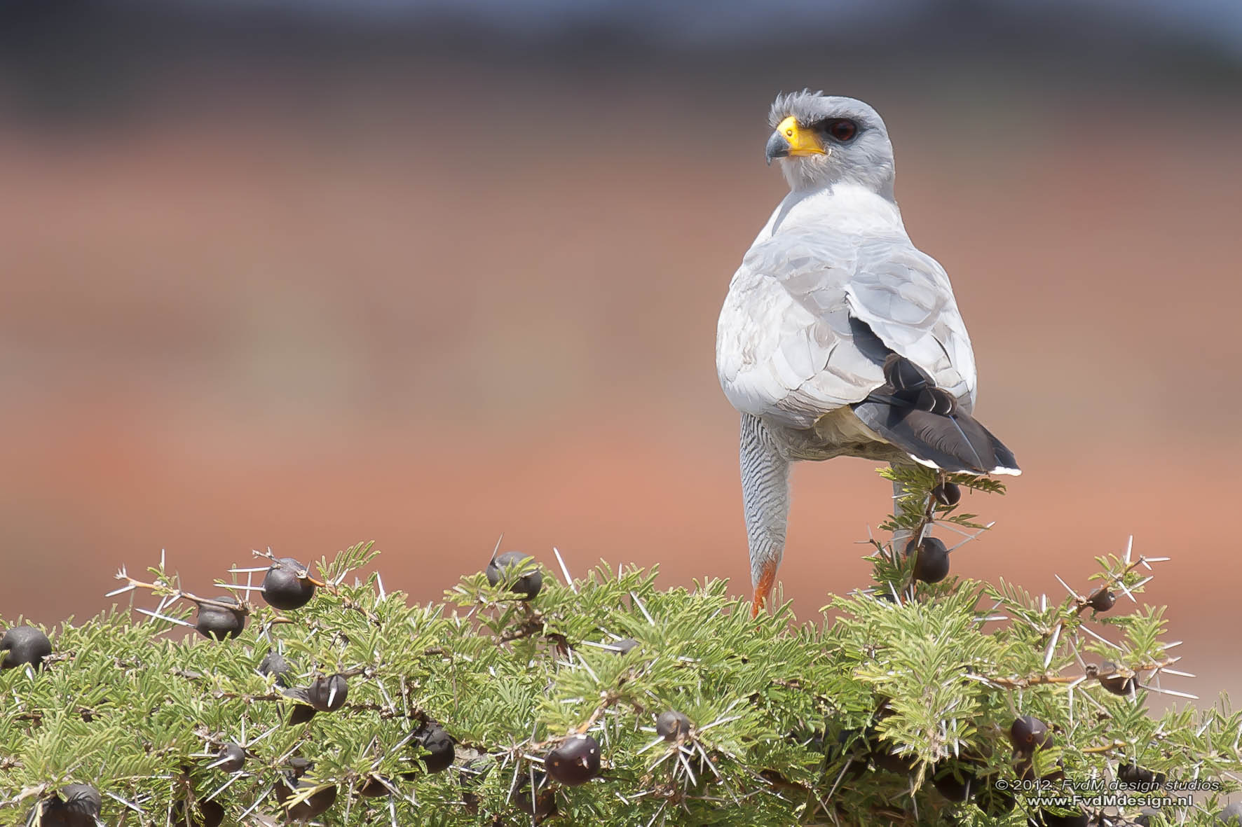eastern-chanting-goshawk