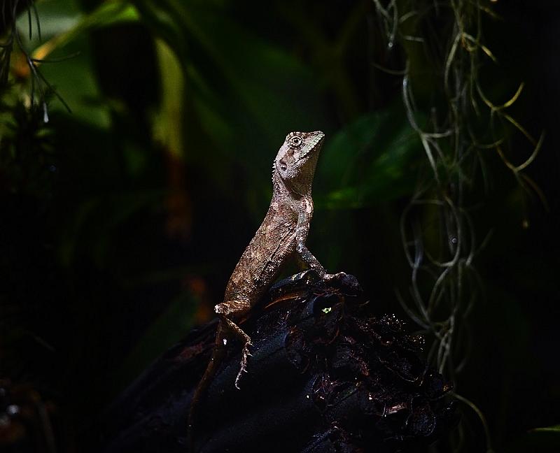 in-de-spotlight-lizard-van-jannes-boonstra