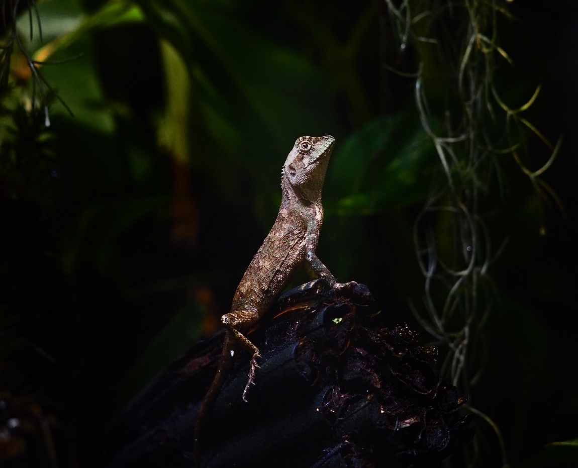 in-de-spotlight-lizard-van-jannes-boonstra