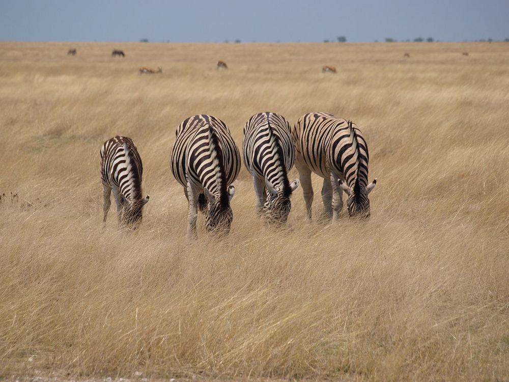 vier-op-een-rij-zebras